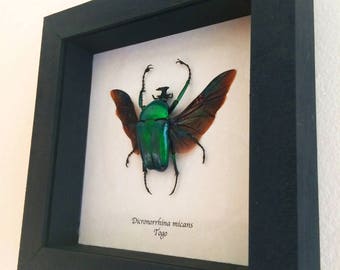 Real beetle framed - Dicronorrhina micans