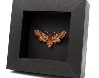 珍しいスズメガの額入り標本 - Deilephila askoldensis - メス - Etsy 日本