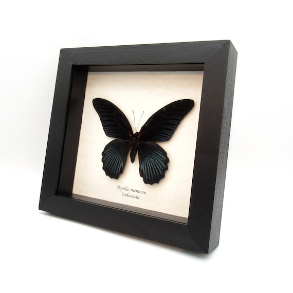 本物のグレートモルモン蝶の額入り剥製 - Papilio memnon - Etsy