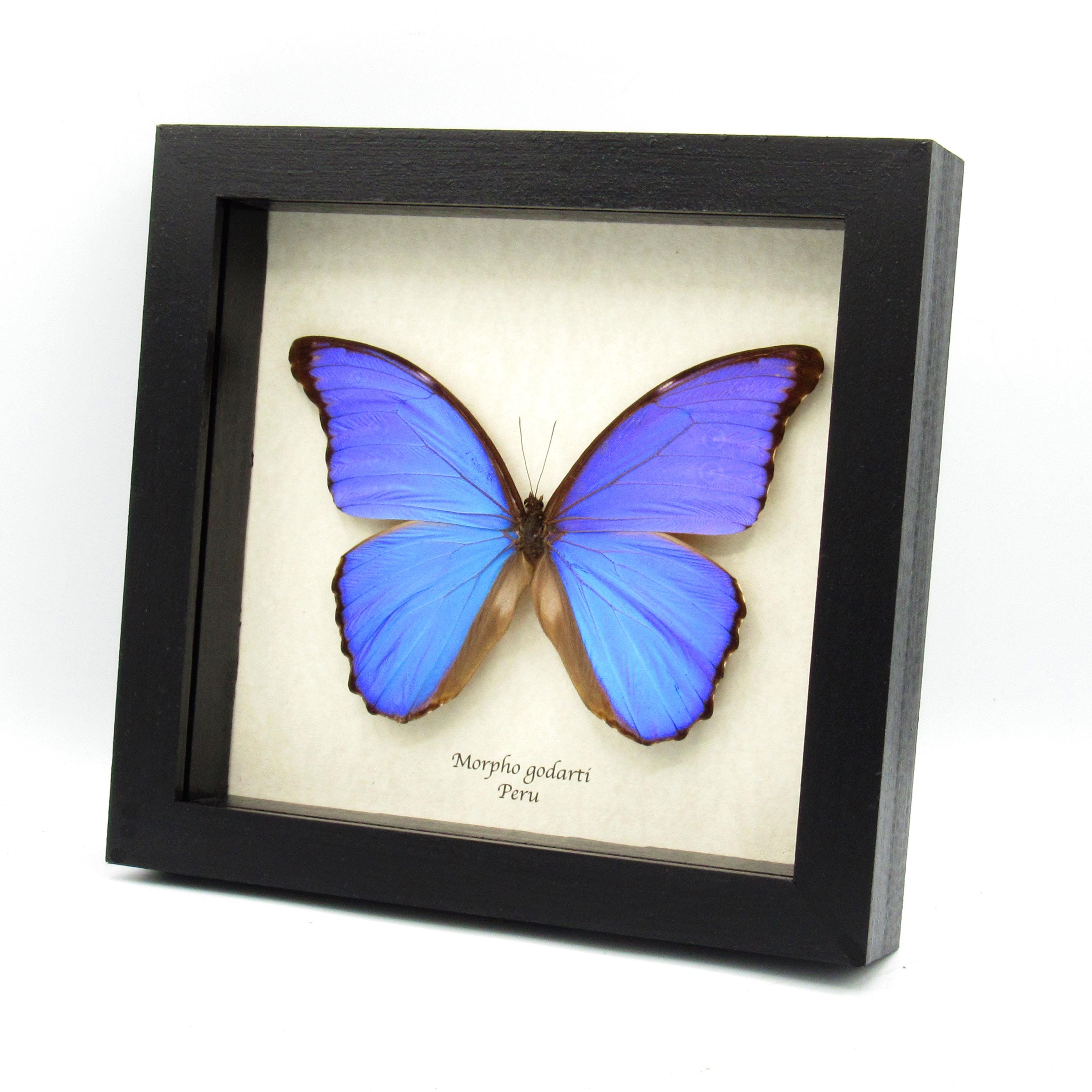 Real Giant Blue Morpho Butterfly Framed Taxidermy - Morpho Godarti