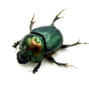 標本 West papua Calodema suhandae 44mm Very Rare Jewel Beetle