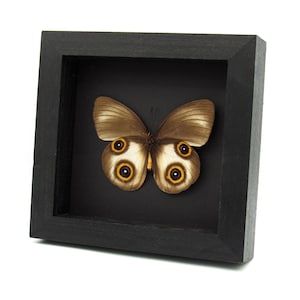 Real large Owl butterfly framed taxidermy - Taenaris urania - light form