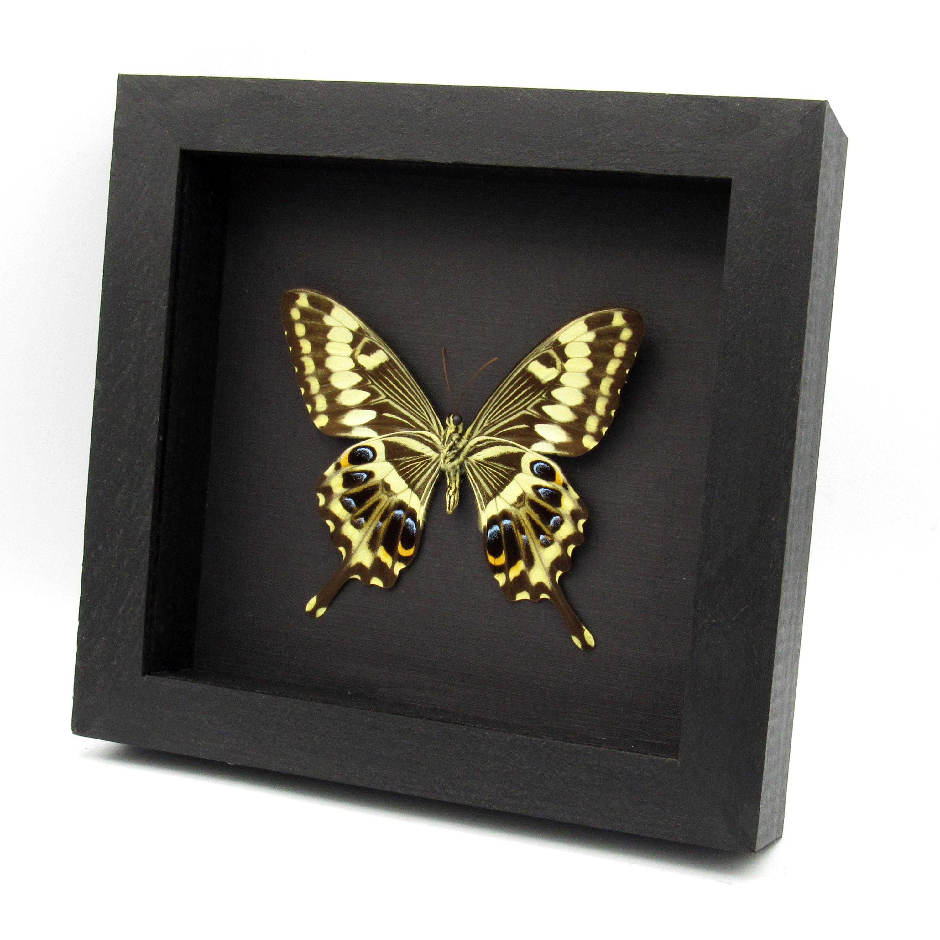 額入り本物のオオアゲハの剥製 - Papilio lormieri - Etsy 日本