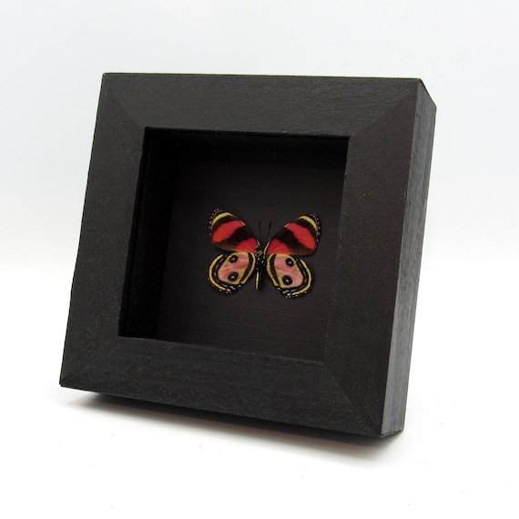 Rare Pink Two Eyed Eighty-eight Butterfly Framed Taxidermy