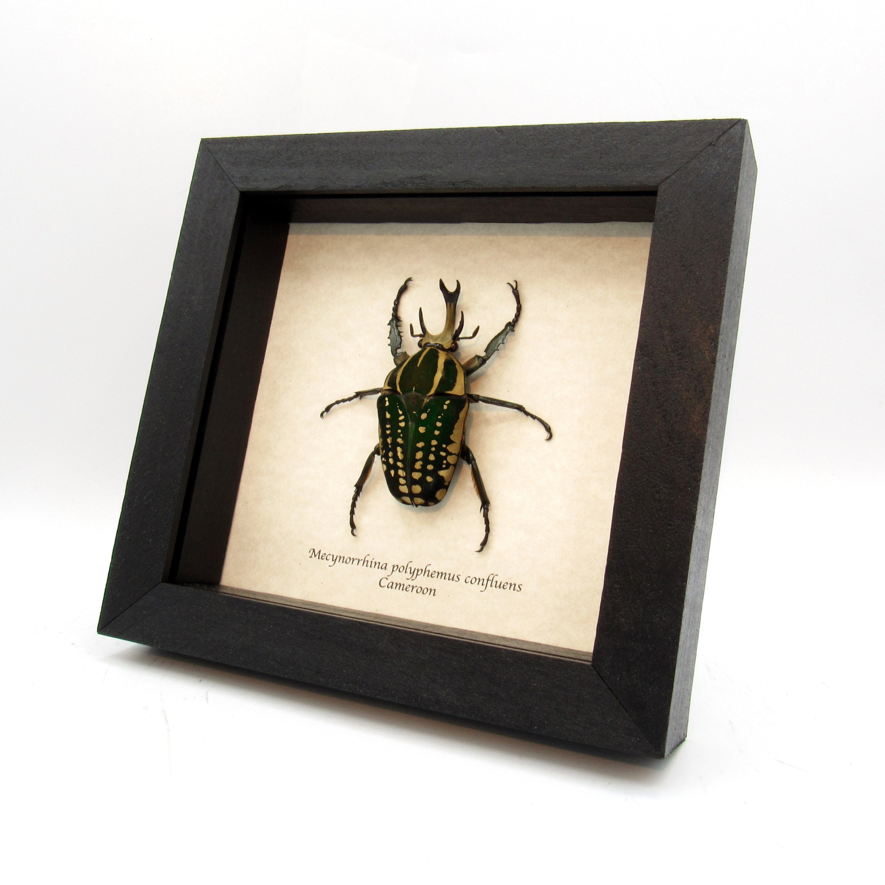 Very Large Real Scarab Beetle Framed Taxidermy - Mecynorrhina