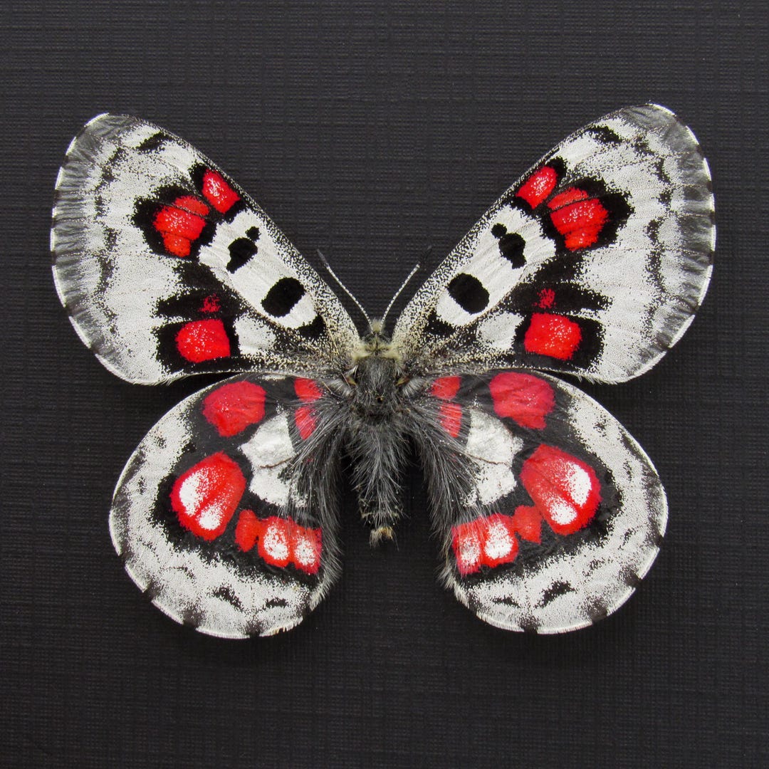 非常に珍しい赤いスノーアポロ蝶の額入り標本 - Parnassius nomion