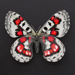 非常に珍しい赤いスノーアポロ蝶の額入り標本 - Parnassius nomion