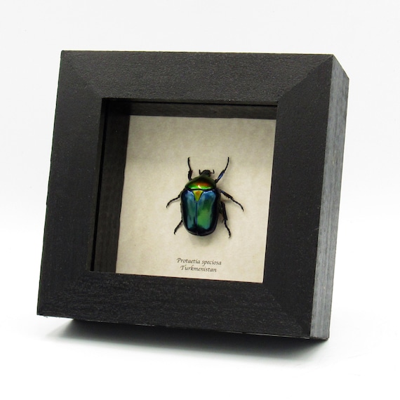 Rare Metallic Rainbow Scarab Beetle Framed Taxidermy - Protaetia