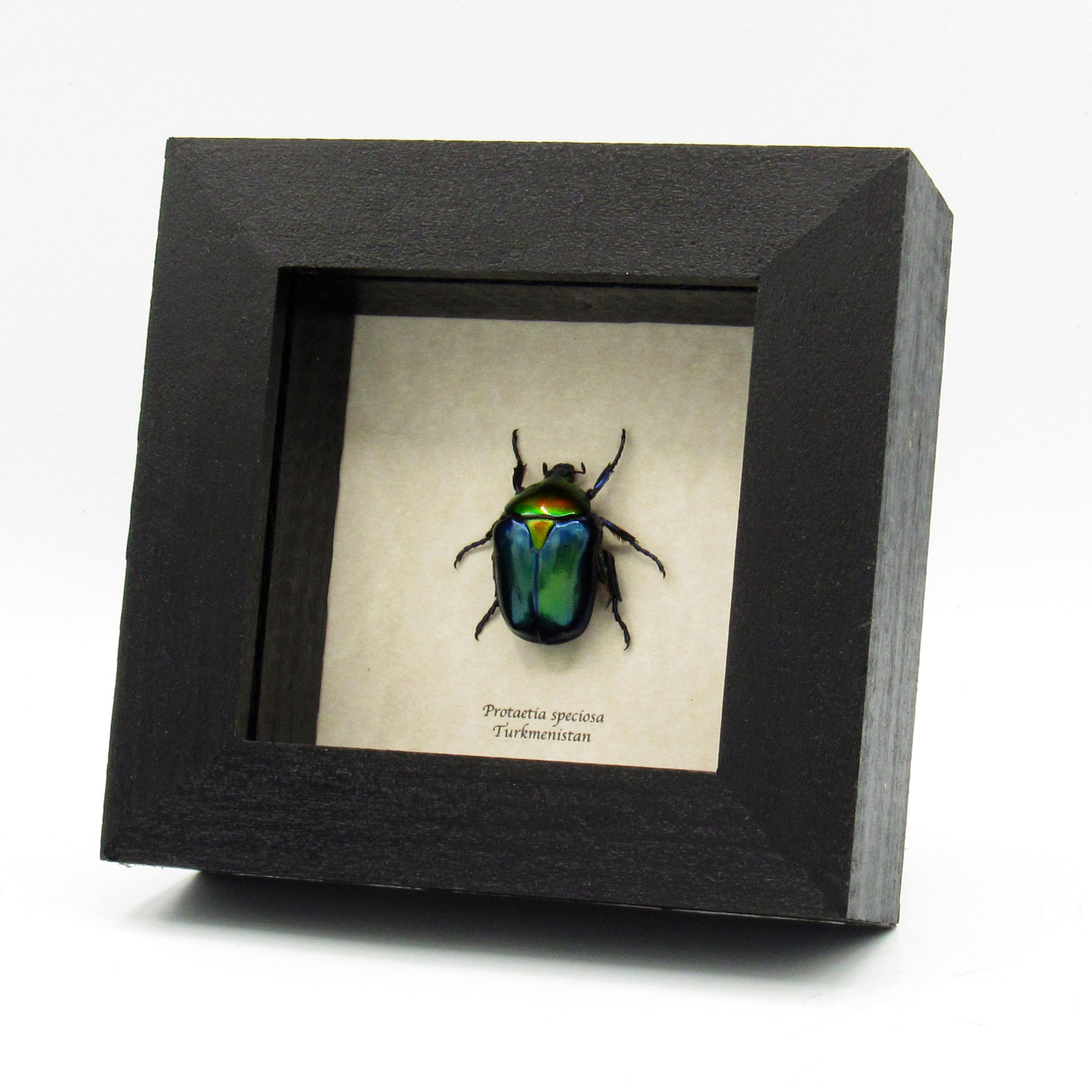 Rare Metallic Rainbow Scarab Beetle Framed Taxidermy - Protaetia