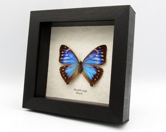 Rare Blue Morpho Butterfly Framed Taxidermy - Morpho Aega - Female