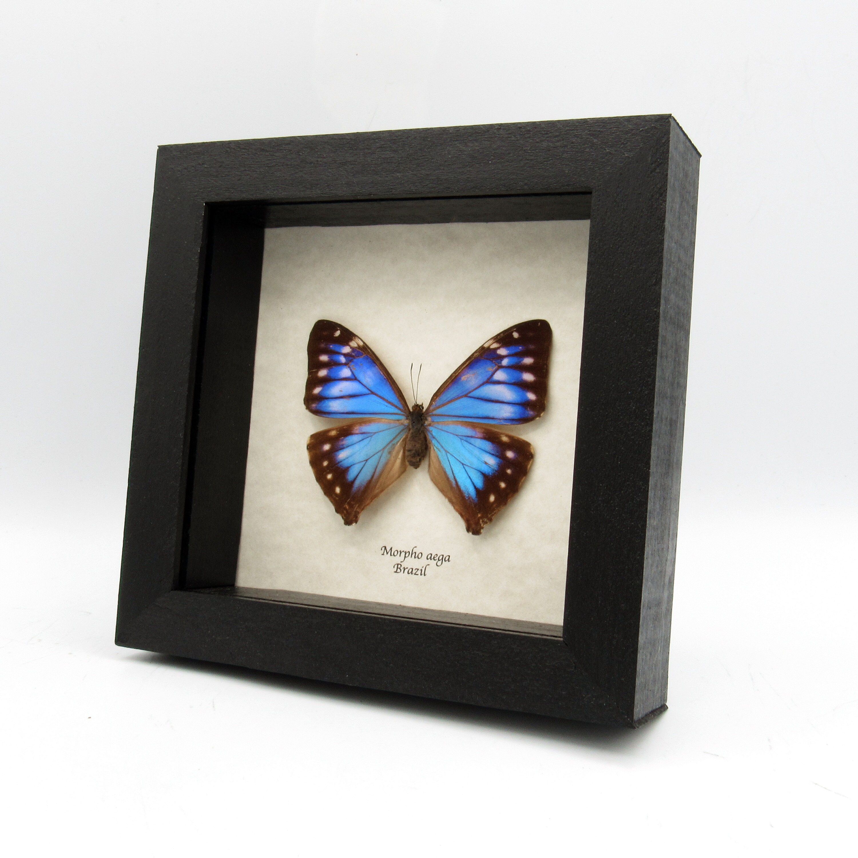Morpho Aega  標本 本物 Rare Blue Morpho Butterfly Framed Taxidermy - Morpho Aega - Female