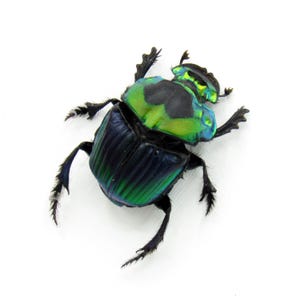 Live Dung Beetle - Etsy