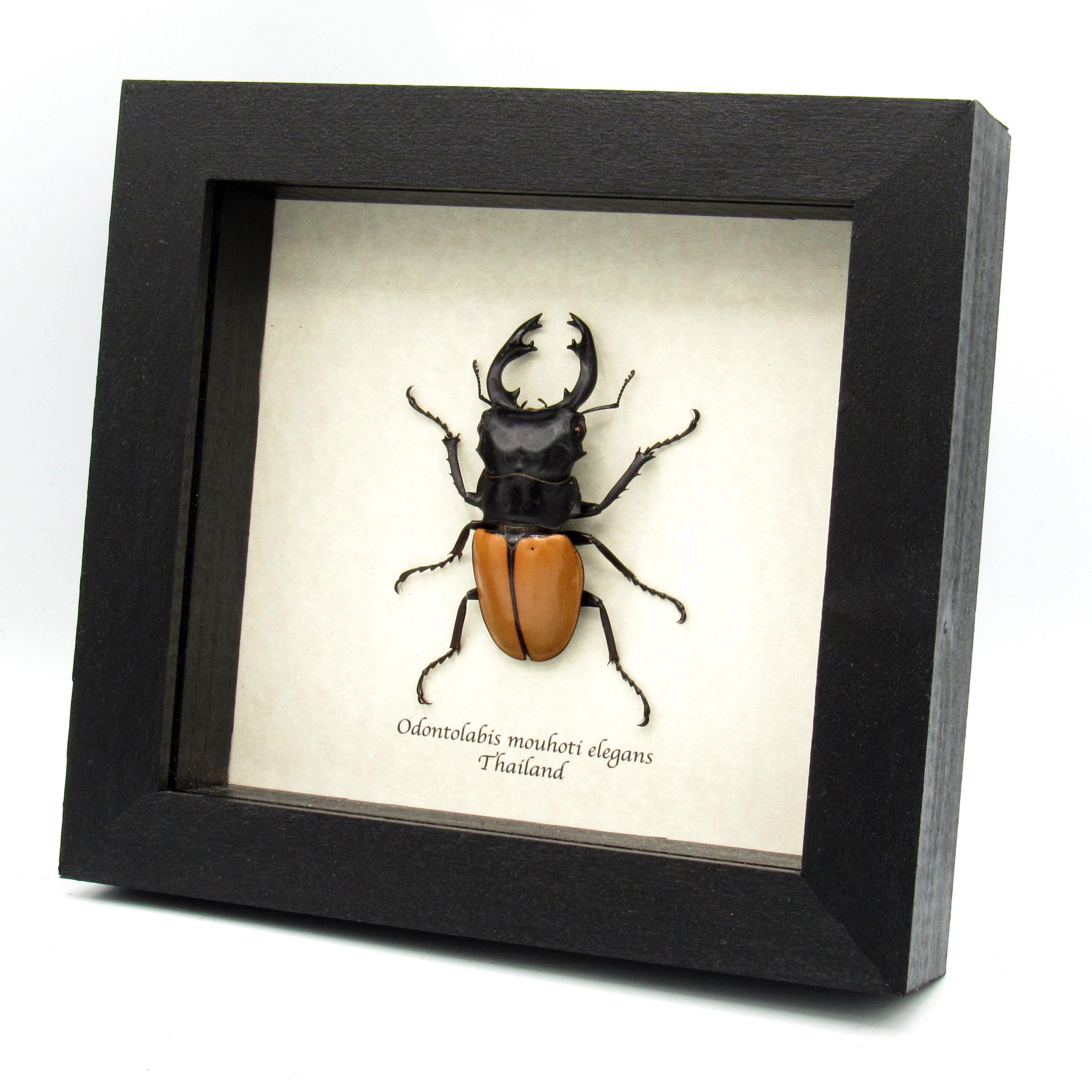 Real Stag Beetle Framed Taxidermy - Odontolabis Mouhoti Elegans - Etsy