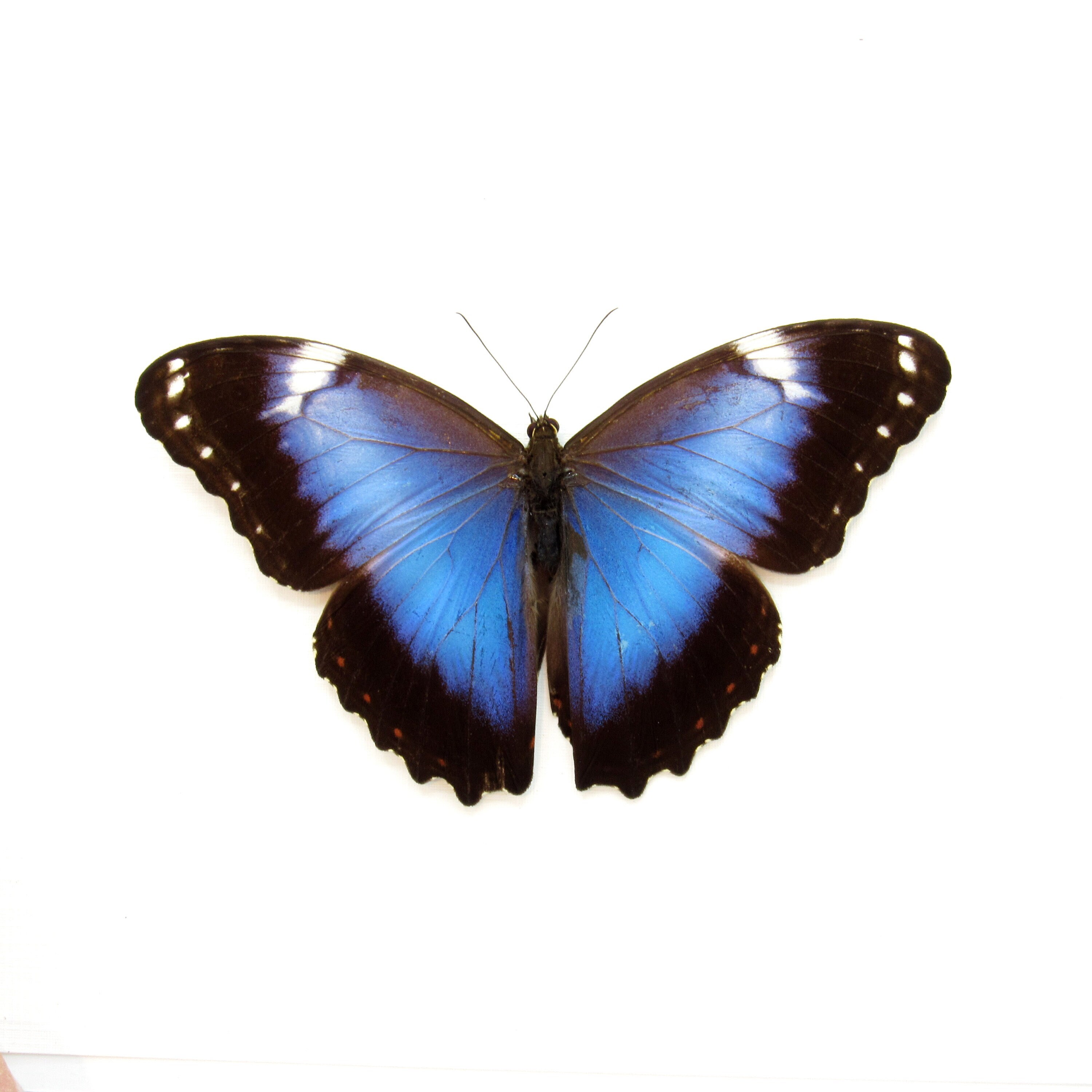 本物のバイオレットモルフォ蝶 - Morpho helenor violaceus - ビクトリ