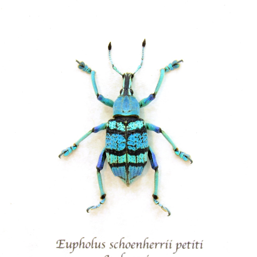 標本】イイジマゾウカブト ベネズエラ産 野外品 119.2ミリ 週末限定