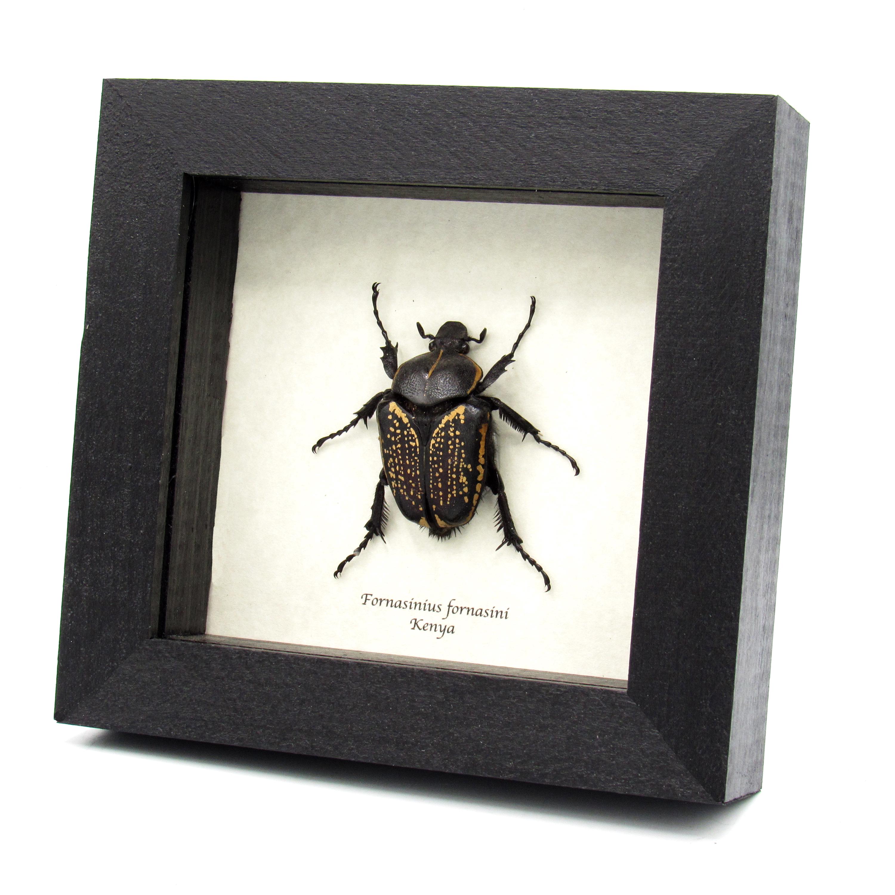 Taxidermia de un gran escarabajo negro y dorado enmarcado - Fornasinius fornasini - hembra