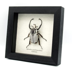 Rare Goliath beetle framed specimen - Goliathus quadrimaculatus - pristine