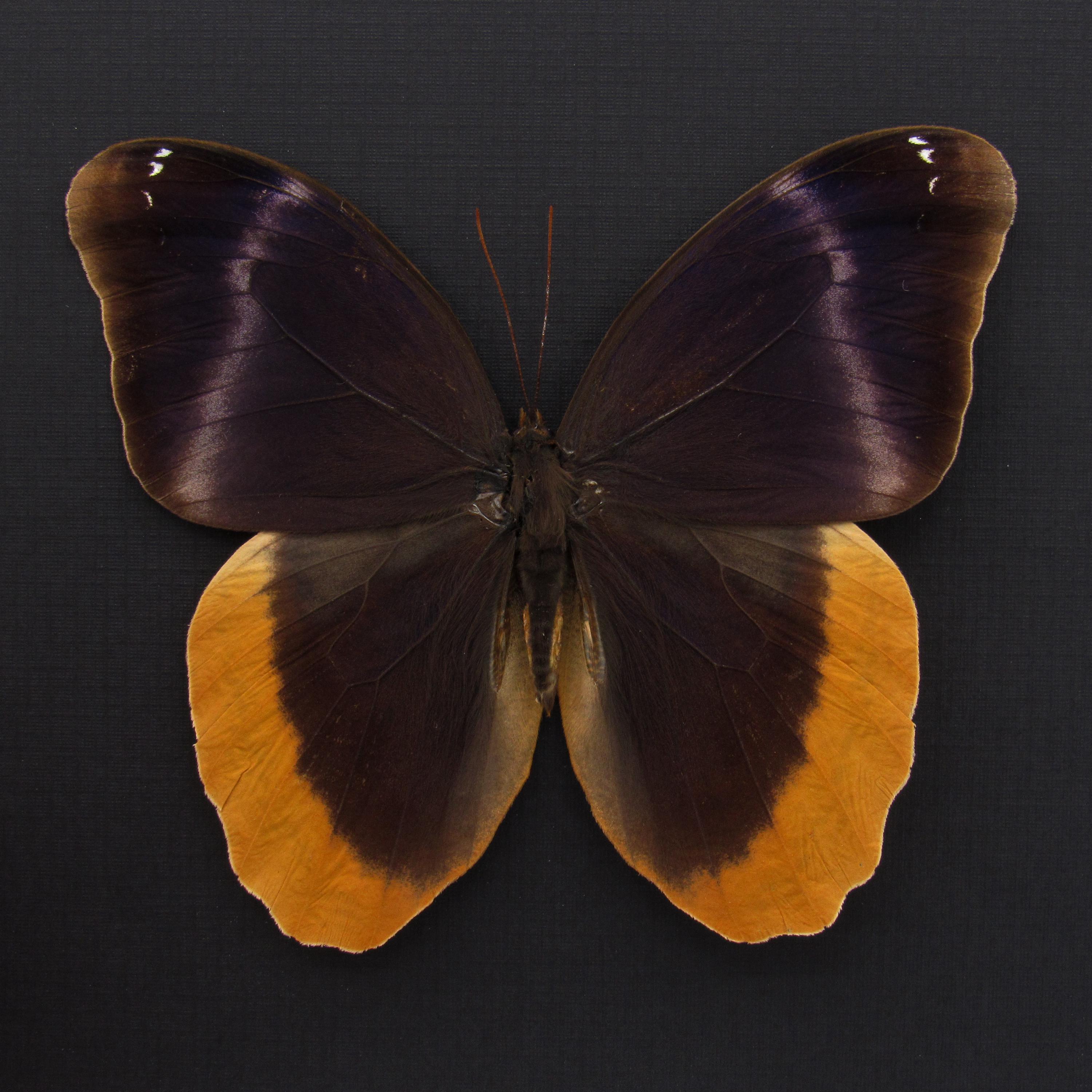 フクロウチョウ　額入り フクロウチョウ 額入り - メルカリ