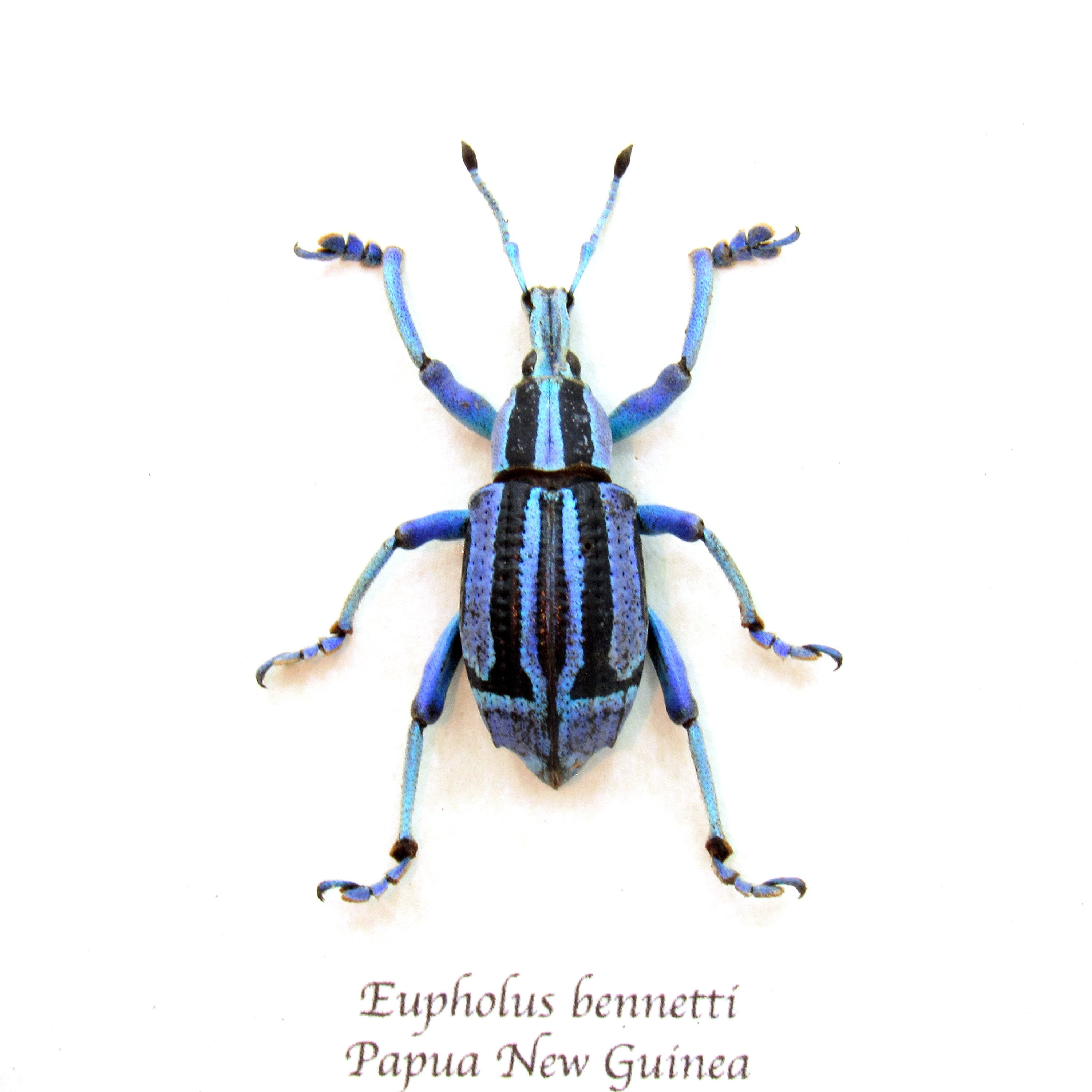 珍しい青と紫のゾウムシの額入り剥製 - Eupholus bennetti - Etsy 日本