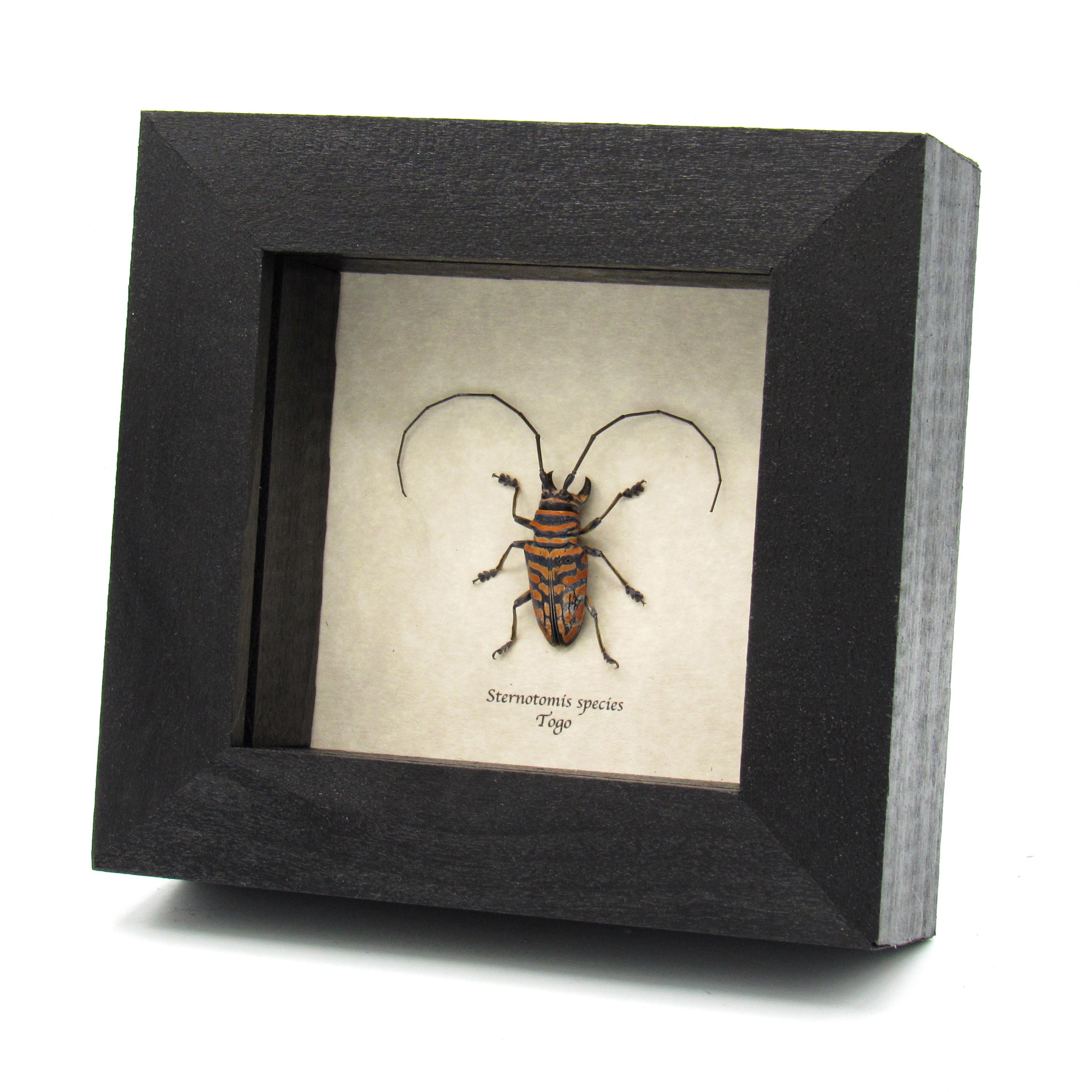 Sternotomis - Etsy