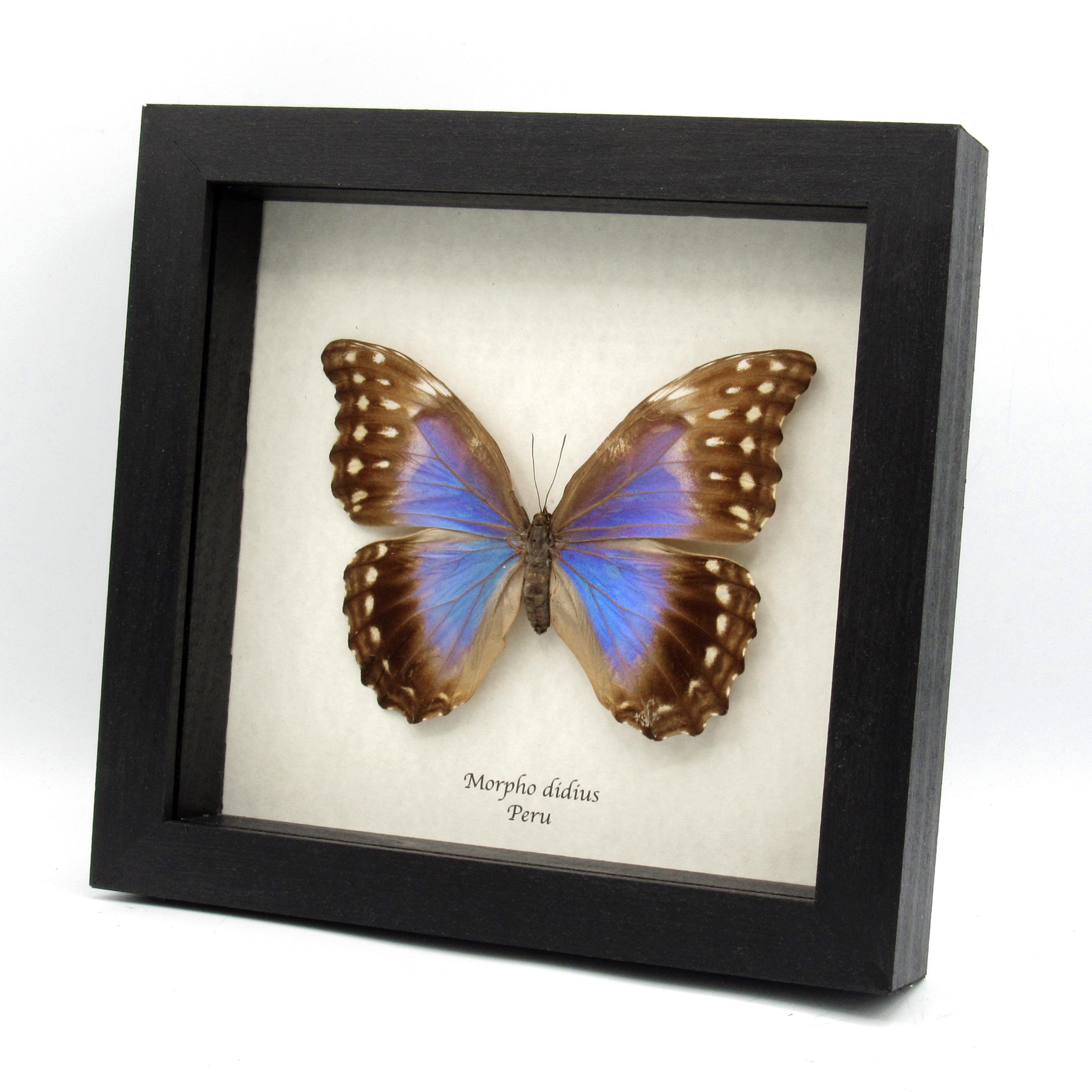 Real Giant Blue Morpho Butterfly Framed Taxidermy - Morpho Didius