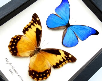 Peru産 Morpho rhetenor cacica 124mm Morpho rhetenor cacica Blue