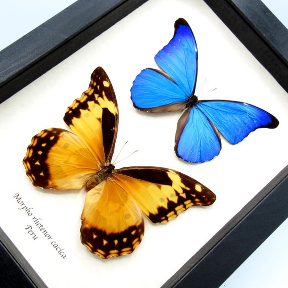 Peru産 Morpho Rhetenor Cacica 124mm Real Morpho Butterflies Framed Taxidermy - Morpho Rhetenor Cacica
