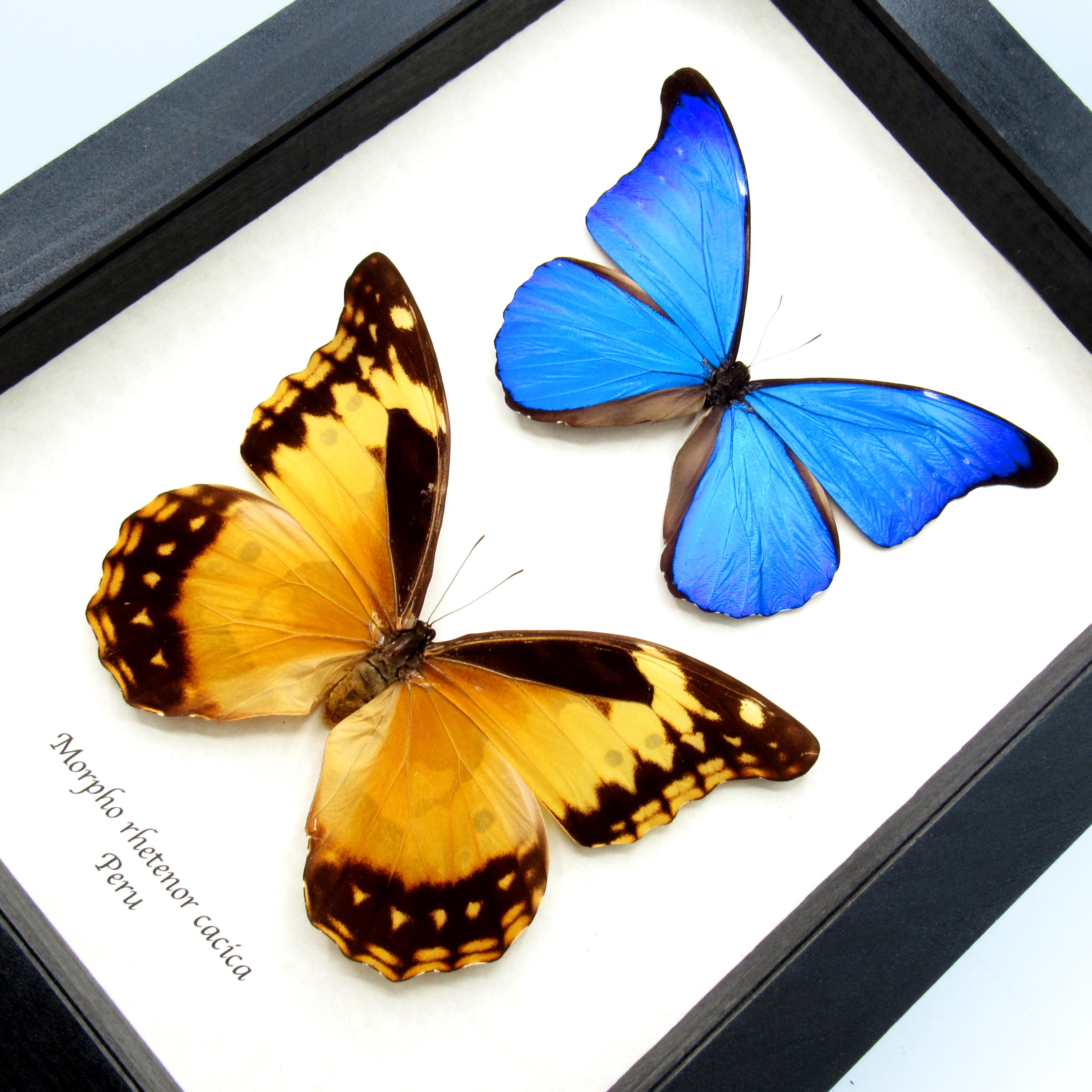 Real Morpho Butterflies Framed Taxidermy - Morpho Rhetenor Cacica