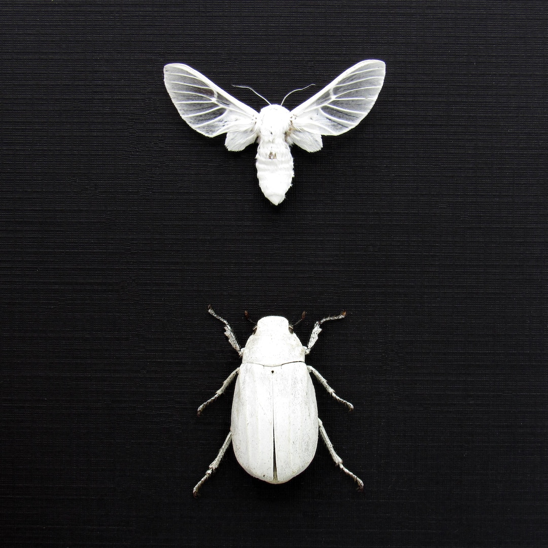本物の真っ白な甲虫と蛾の剥製 - Melolonthinae cyphochilus と