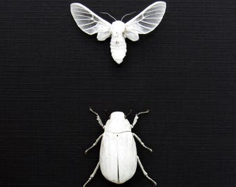 中米の純白蛾　ペア　標本 蛾 昆虫 il_340x270.6657723333_2qg5.jpg