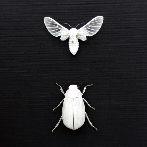 本物の真っ白な甲虫と蛾の剥製 - Melolonthinae cyphochilus と