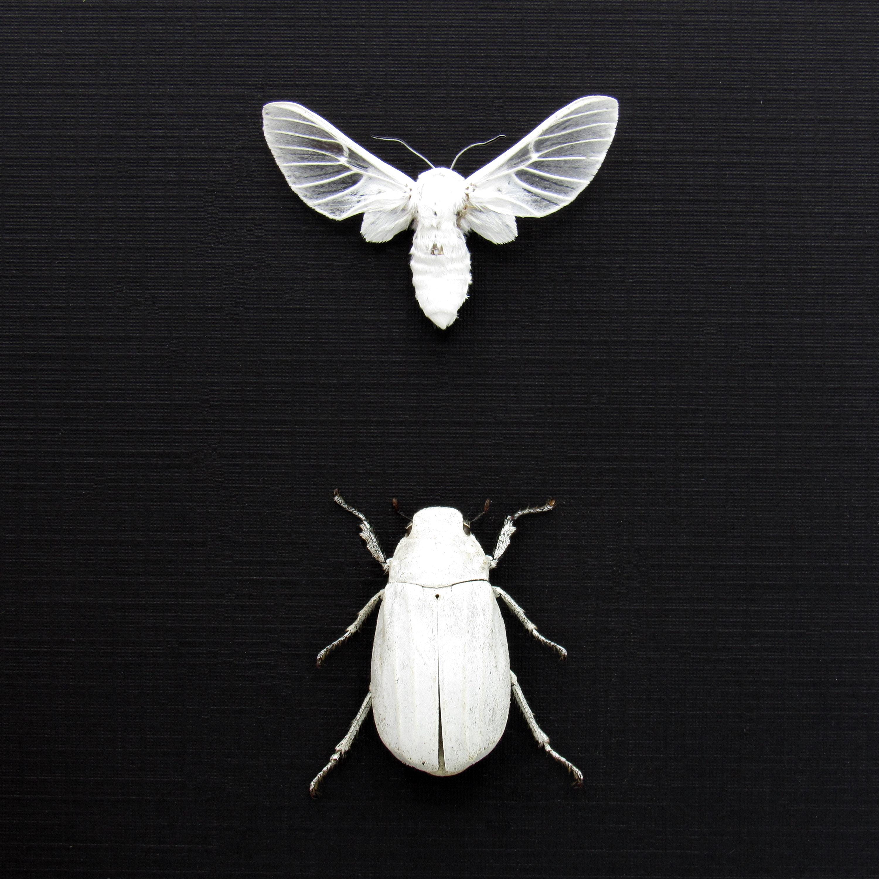 Real All White Beetle and Moth Framed Taxidermy - Melolonthinae