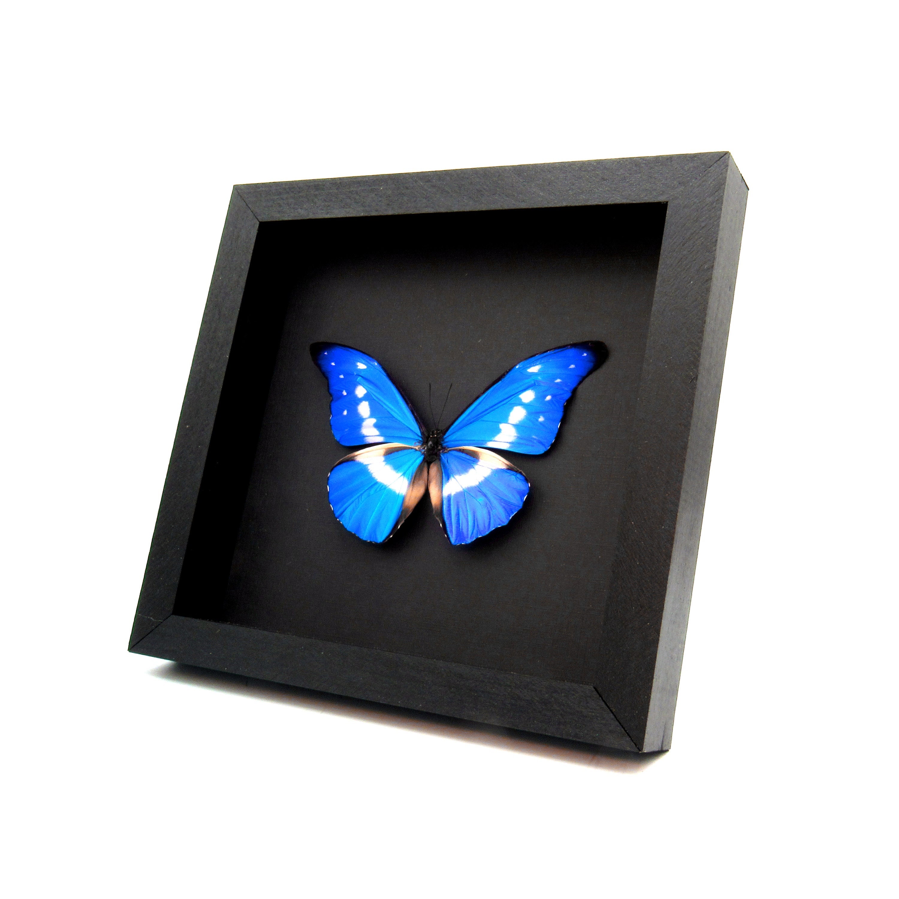 標本 Peru Morpho helena 115mm BicBugs Morpho helena framed pair male female orange blue