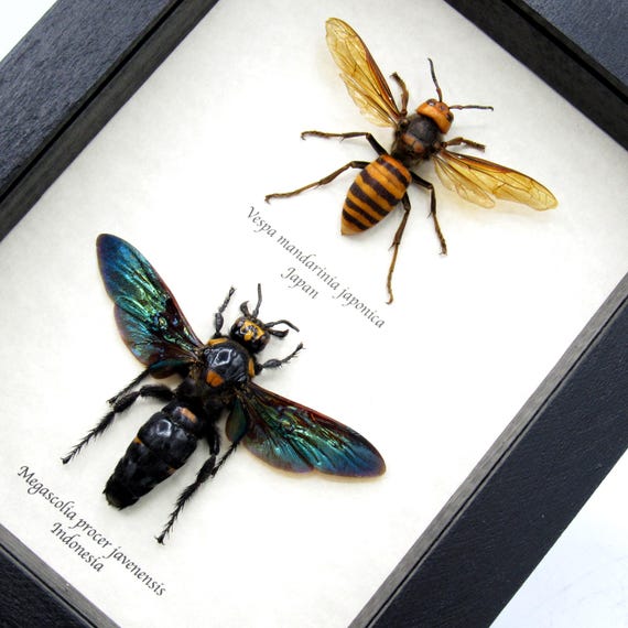 Worlds Largest Hornet and Largest Wasp Framed Taxidermy - Vespa