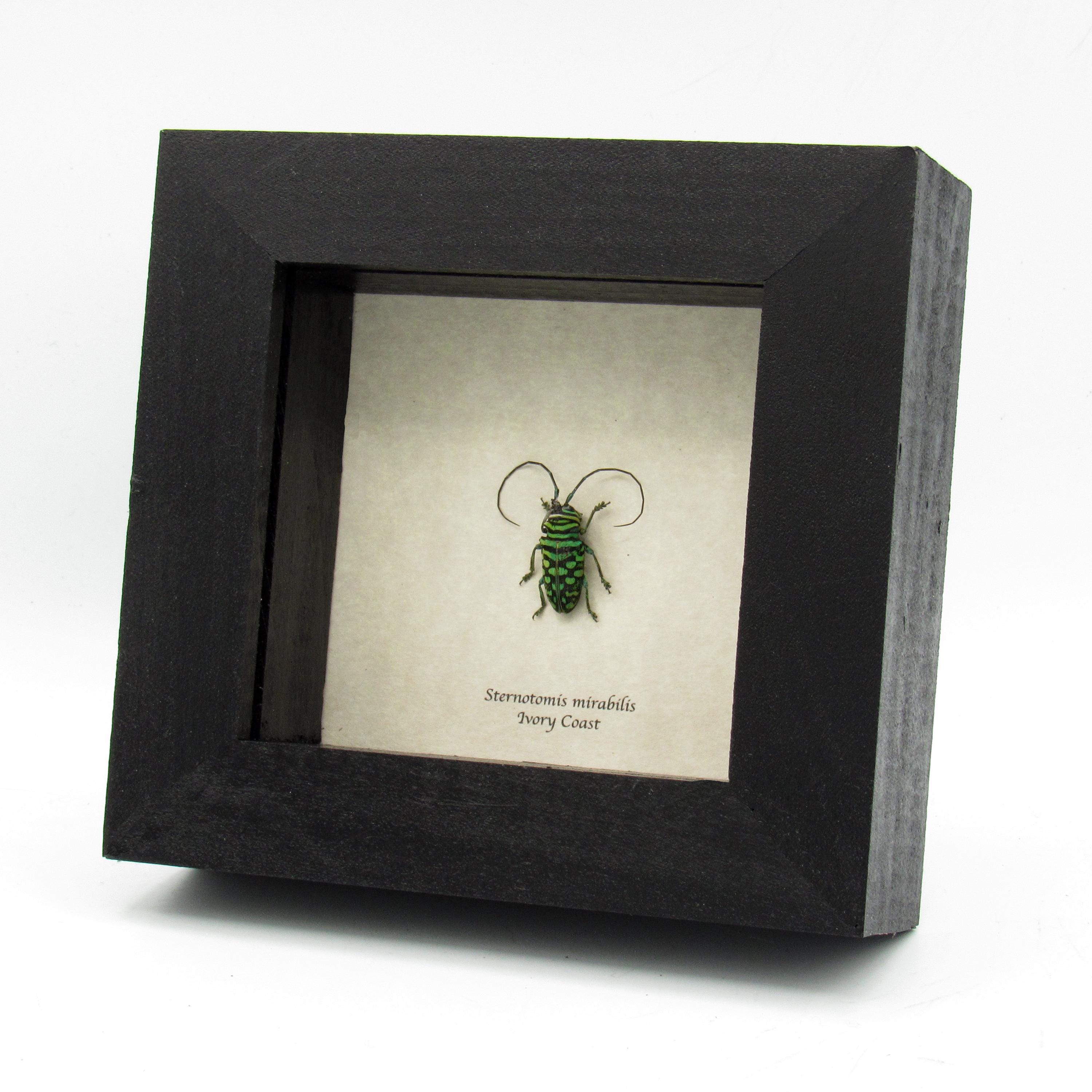 Sternotomis - Etsy