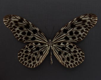 蝶々の剥製(1980年)【絶滅危惧種有り】 Amazon.co.jp: 絶妙な蝶の