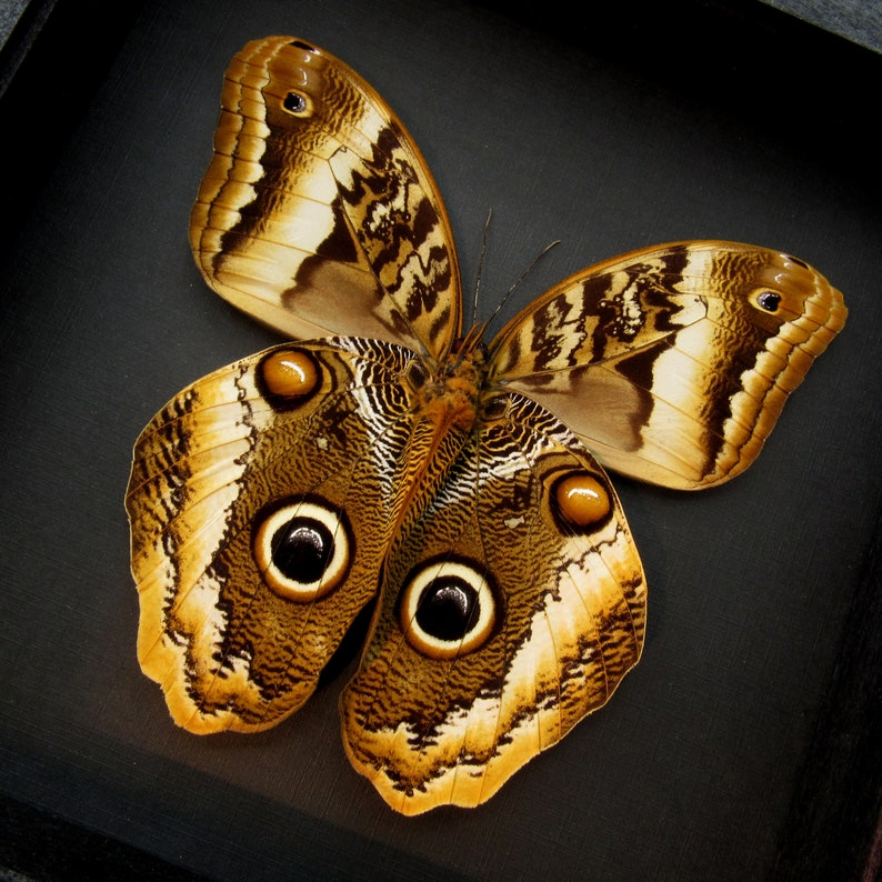 caligo for mac caligo for mac