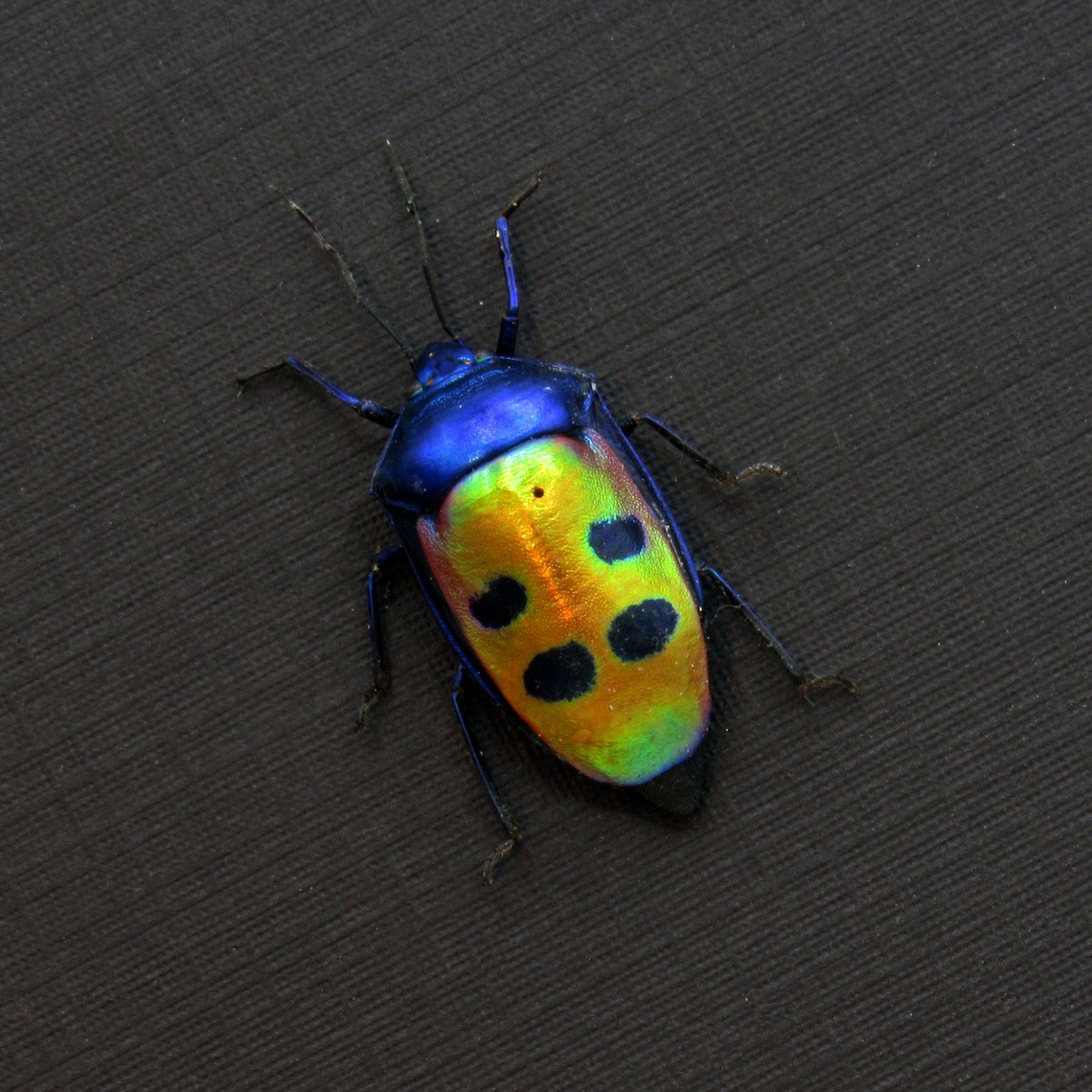 Real Metallic Mangrove Jewel Bug Framed Taxidermy - Calliphara Caesar ...