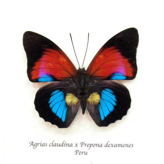 Agrias CLAUDINA 2頭 Stunning Rare Hybrid Butterfly Framed Taxidermy - Agrias Claudina