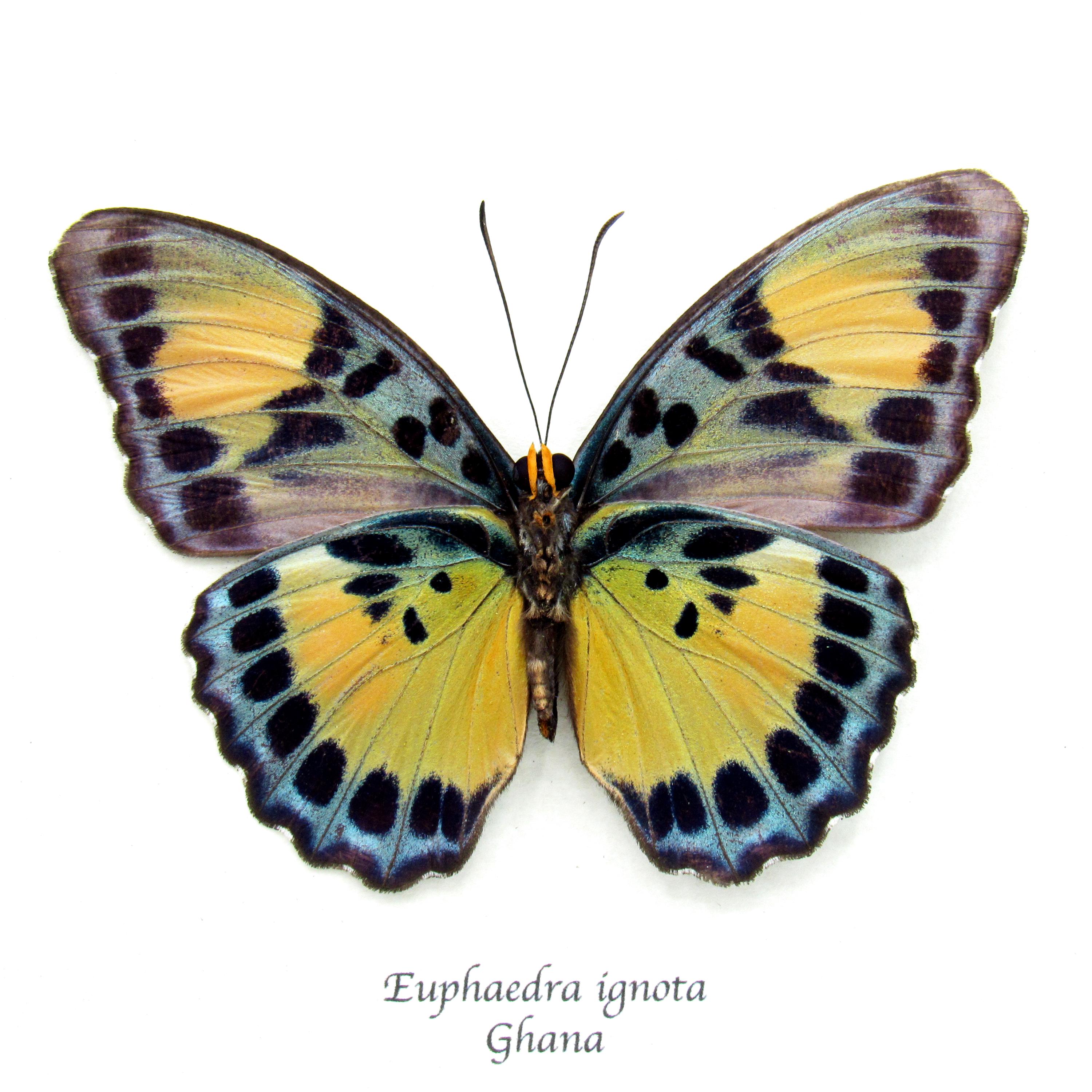 Rare Ghana Ceres Forester Butterfly Framed Taxidermy - Euphaedra
