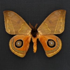 May include: A detailed image of a moth with a wingspan of approximately 6 inches. The moth features brown and orange wings with intricate patterns, including eye-like markings on the lower wings. The body is a mix of brown and orange, set against a dark background.