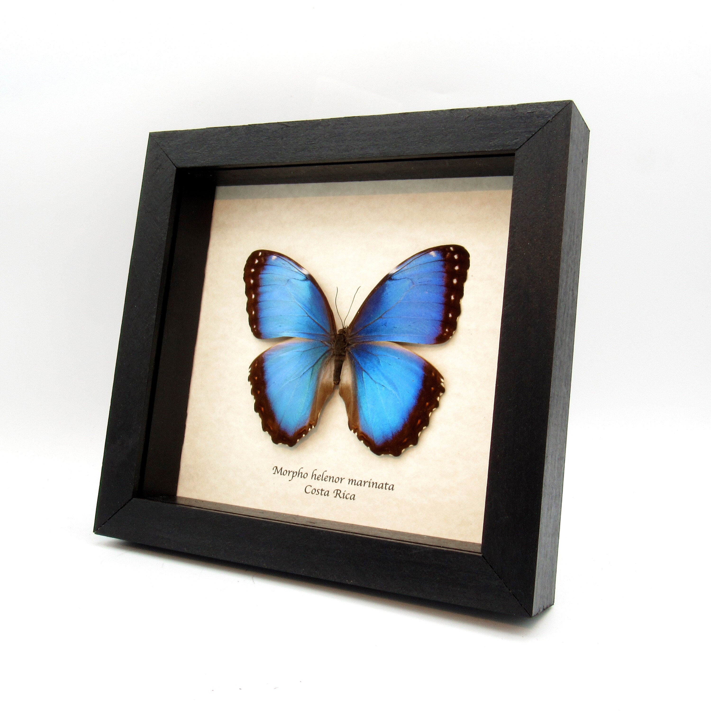 Morpho helenor female real butterfly in frame showcase preparation nature deco entomology insect taxidermy curiosities Insect Art Morpho helenor female real butterfly in frame showcase preparation nature deco entomology insect taxidermy curiosities Insect Art