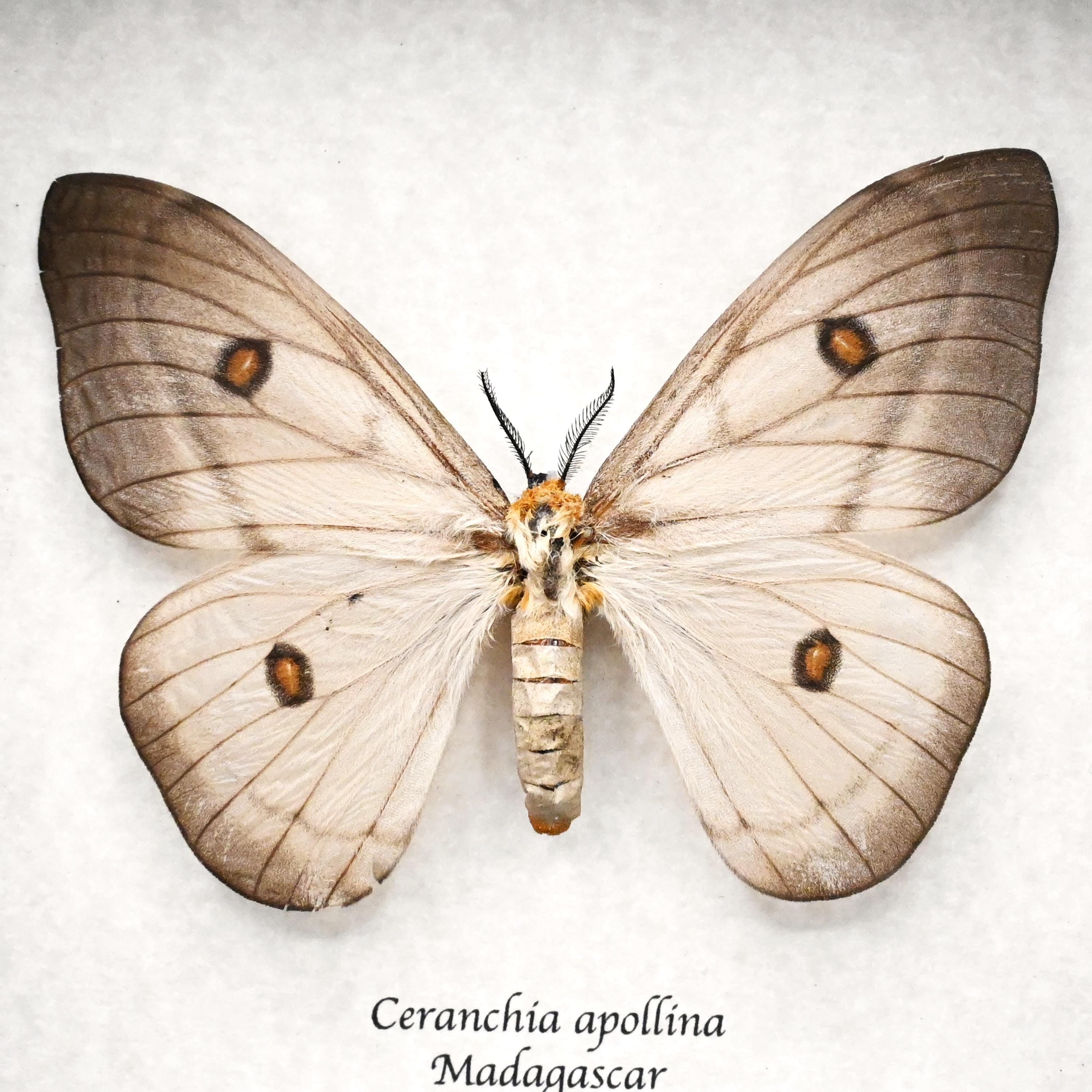 Giant Ghostly Silk Moth Framed Taxidermy - Ceranchia Apollina