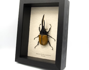 ヘルクレスオオカブト 標本 (Dynastes hercules) Amazon.co.jp