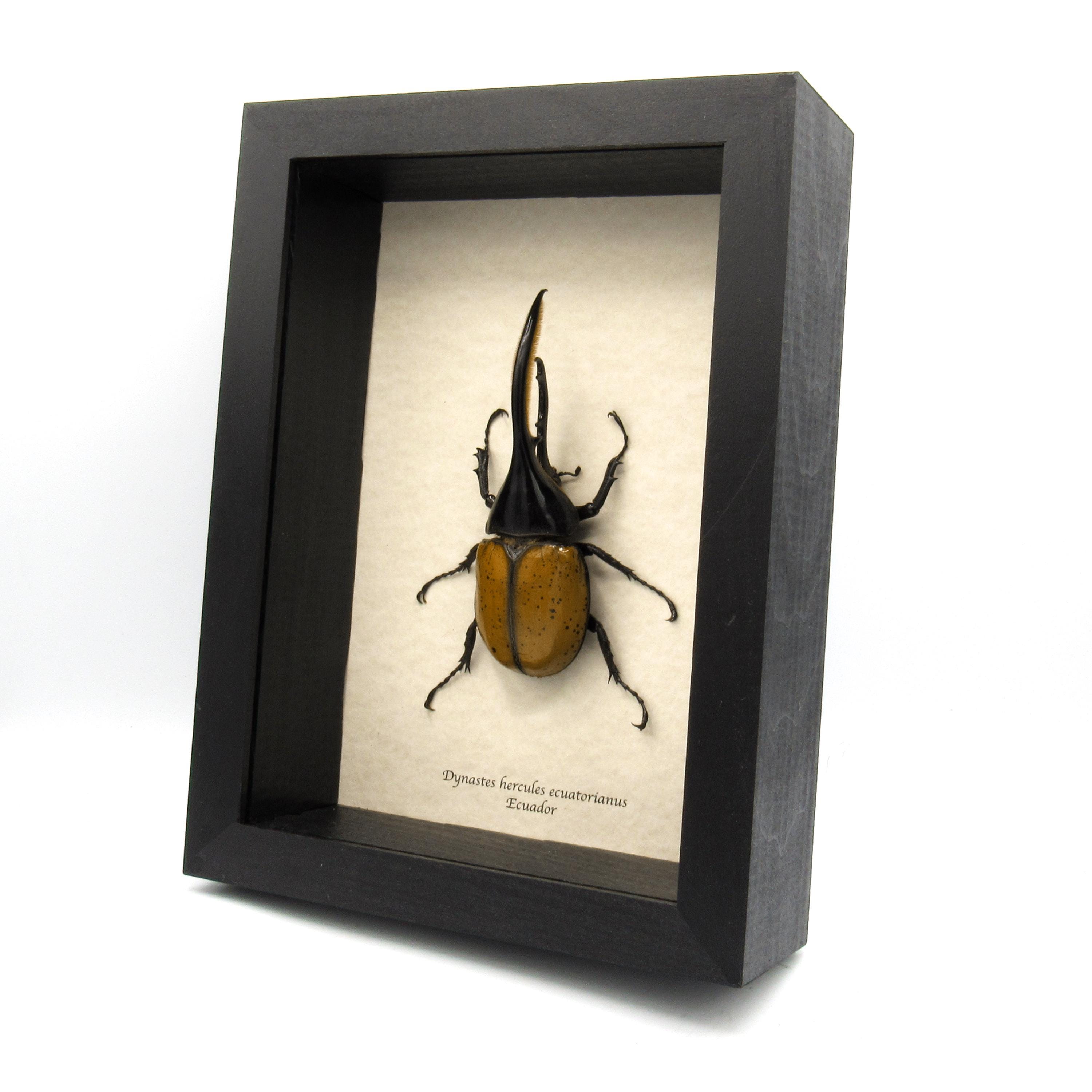 Dynastes hercules - Etsy 日本