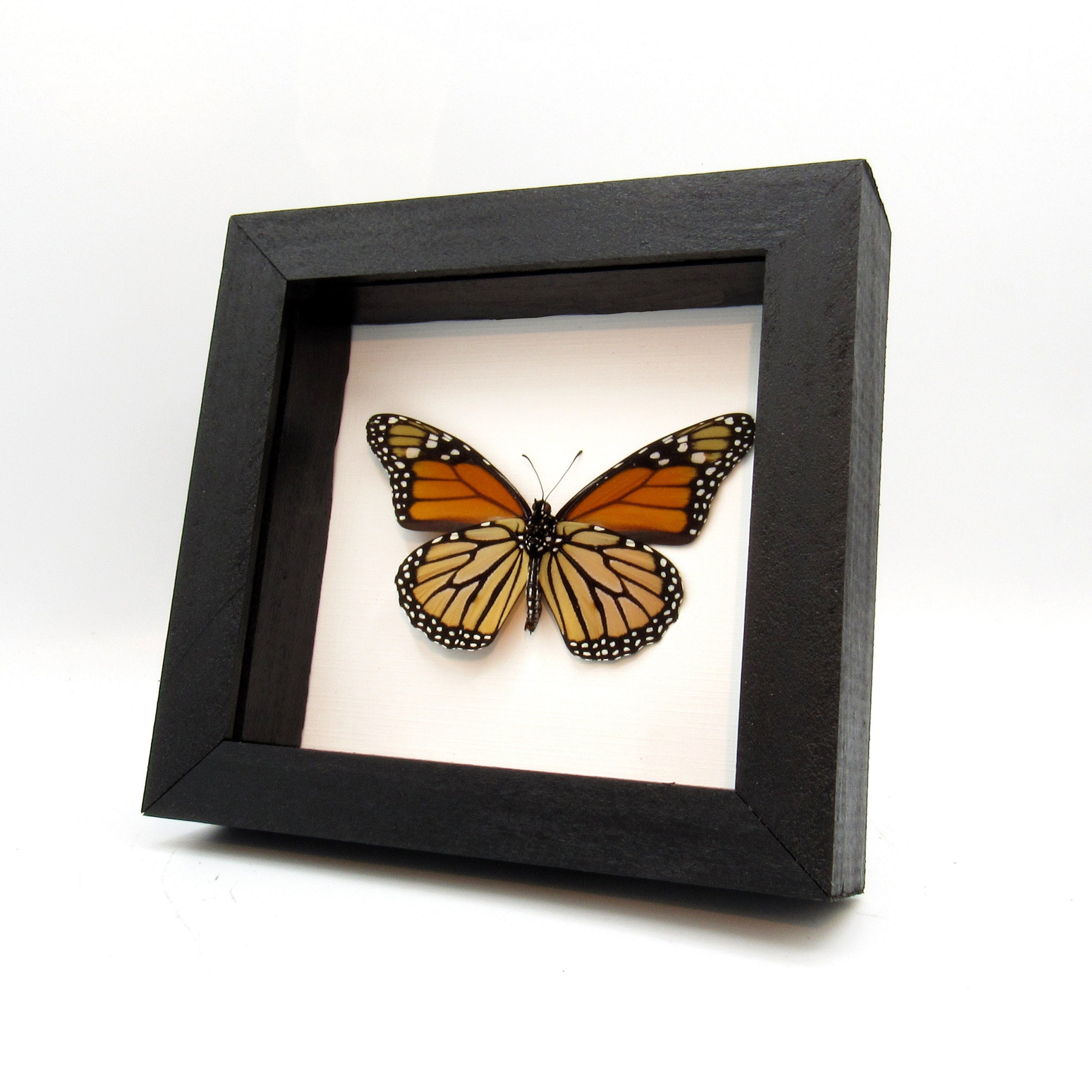 実物大のモナーク蝶の剥製 - Danaus plexippus - Etsy 日本