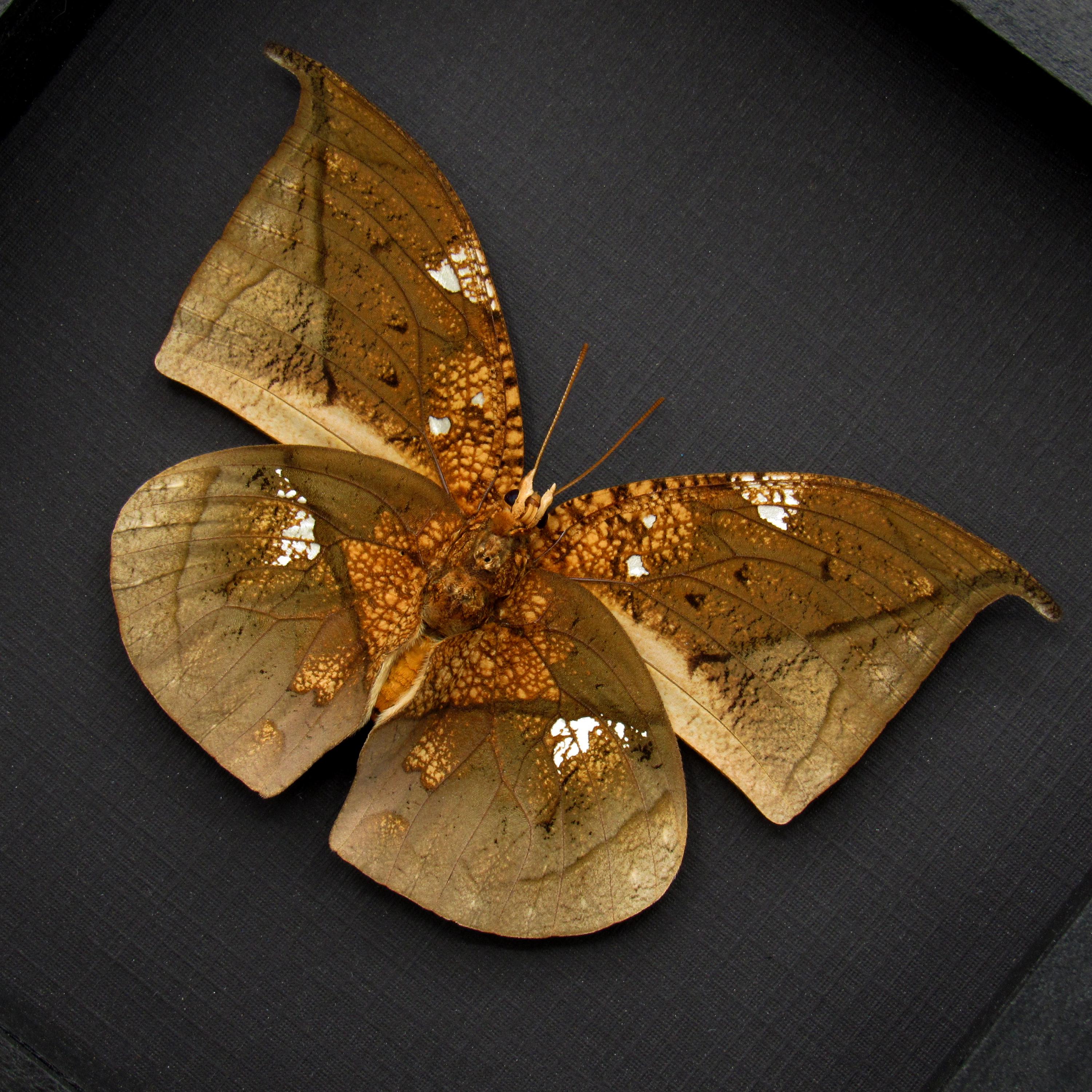 Real Metallic Gold Dead Leaf Butterfly Framed Taxidermy - Anaea