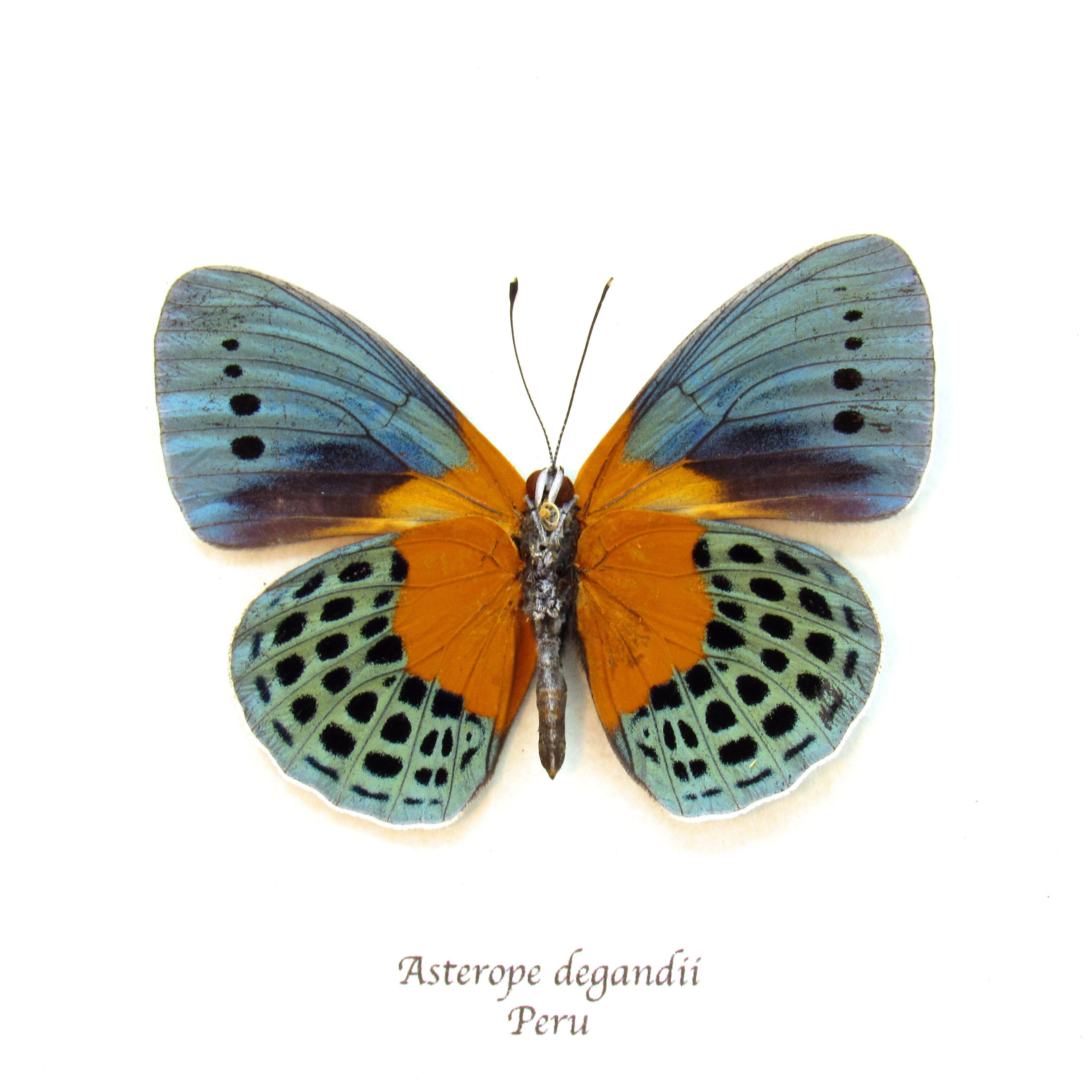 本物の金属製の蝶の剥製 - Asterope degandii - Etsy 日本