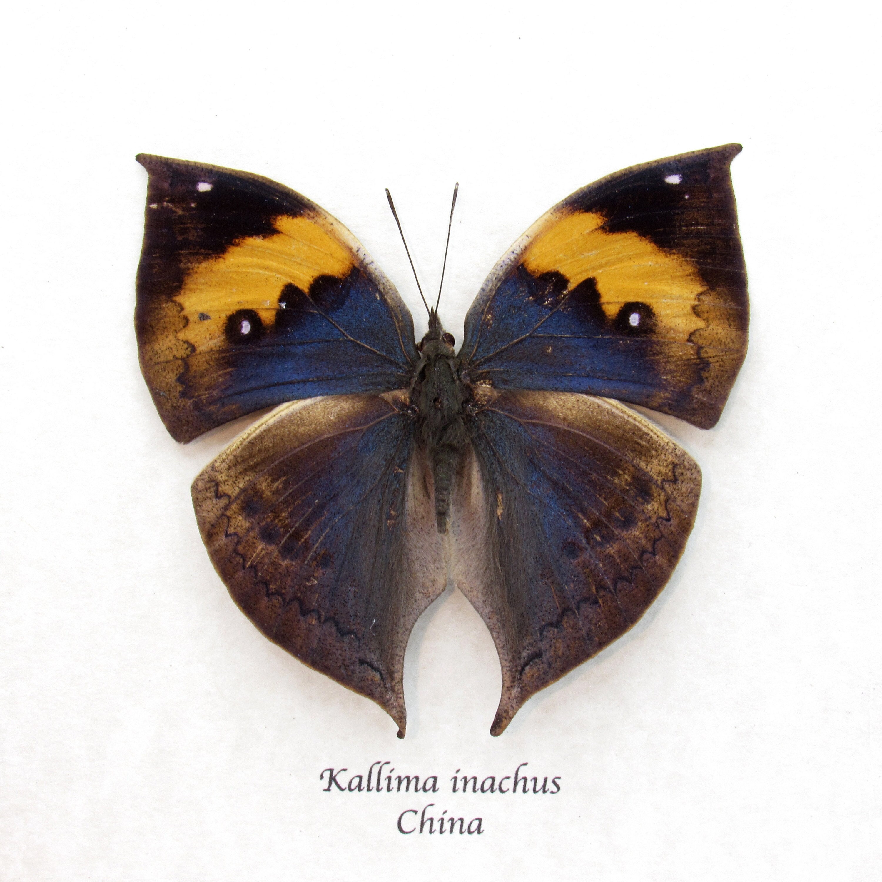 Real Blue Leaf Butterfly Framed Taxidermy - Kallima Inachus - Etsy