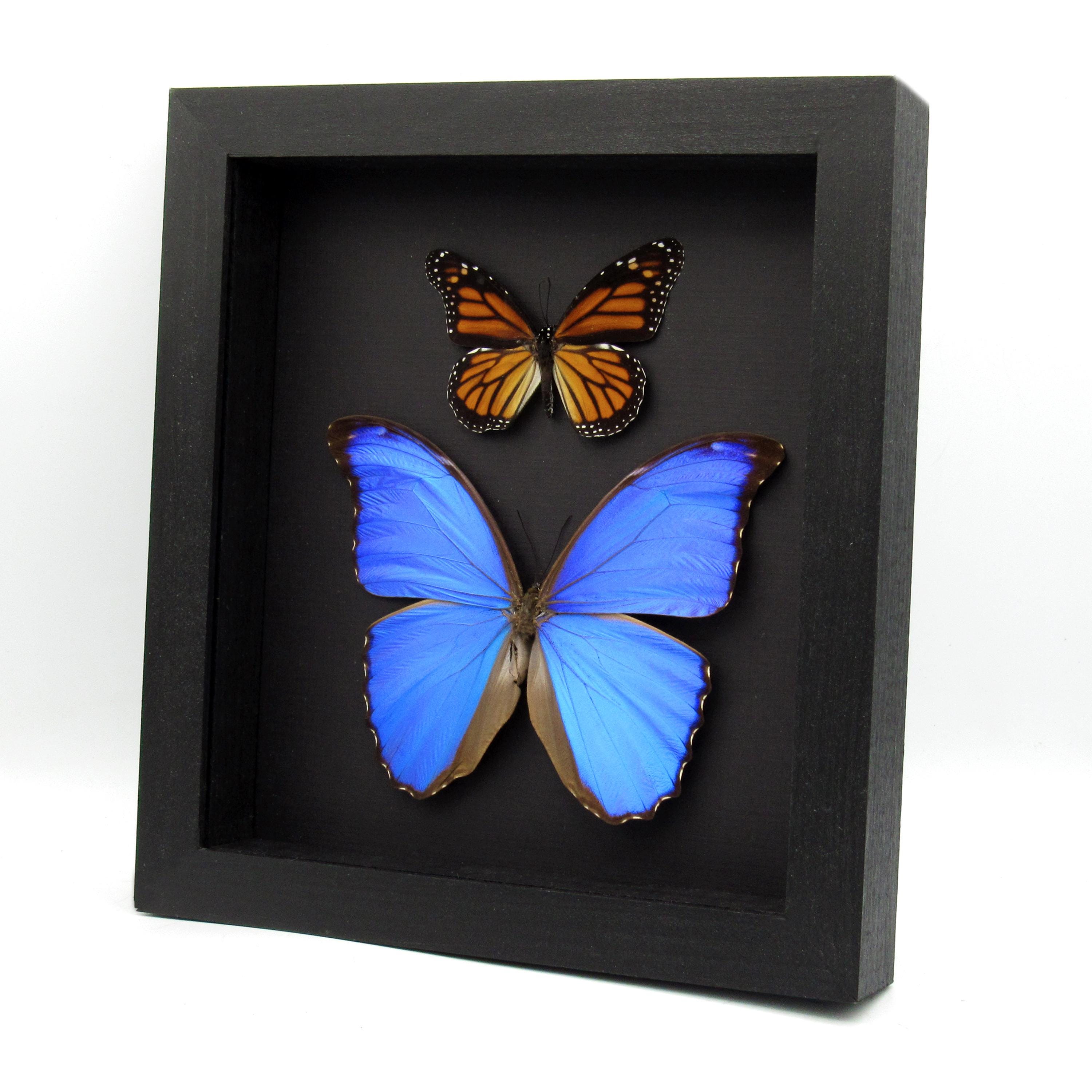Real Blue Morpho and Monarch Butterflies Framed Specimens - Morpho